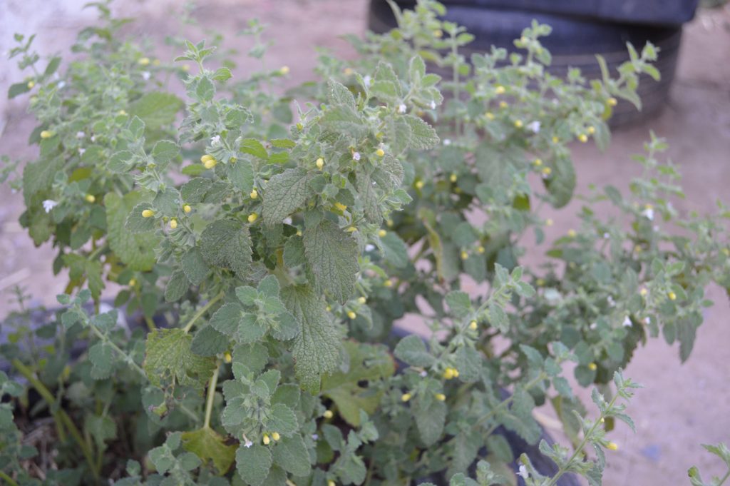 Lemon balm is a perennial herb that will come back year after year. 