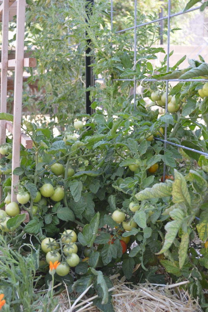 Tomatoes are a very common annual plant in a vegetable garden
